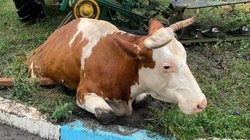 Служба спасения вытащила корову из колодца в Корочанском районе