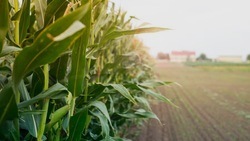 Вячеслав Гладков: «Наши аграрии приступили к уборке кукурузы»