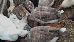 Корочанка увеличила своё птицеводческое хозяйство с помощью соцконтракта