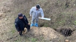 Вакцинация диких животных от бешенства стартовала в Белгородской области