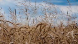 Вячеслав Гладков отметил высокую урожайность озимой пшеницы в этом году 