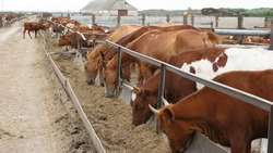 Семья из села Сетное стала заниматься молочным животноводством