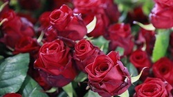 4,5 тыс. роз появятся на Народном Бульваре в Белгороде до 1 ноября 