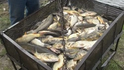 Свыше девяти тыс. тонн товарной рыбы произведено в Белгородской области в 2025 году