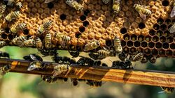 Обоюдная выгода. Цифровые технологии помогут владельцам сохранить своих пчёл