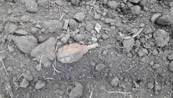 Очевидец обнаружил гранату вблизи села Мелихово