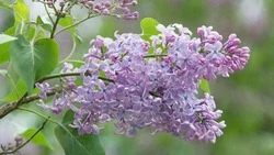 У войны не женское лицо. Отважная зенитчица