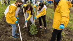 Добровольцы посадили 225 деревьев в Прохоровке в честь трёх ратных полей России