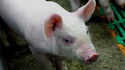 Вячеслав Гладков объяснил белгородцам запрет разведения свиней в личном подсобном хозяйстве