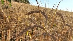 Объём валовой сельхозпродукции района увеличился на 4,8%