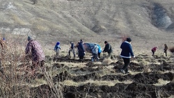 Работники администрации высадили сеянцы плодовых деревьев в Поповке