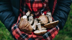 Корочанцы смогут понести уголовное наказание за сбор редких грибов и растений