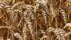 Корочанский район стал одним из лидеров по урожайности зерна в Белгородской области