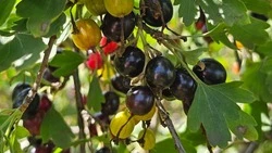 Полезный алфавит. Как восполнить недостаток витаминов в холодное время года