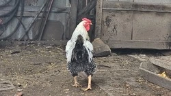 Уход за курами зимой. Какую температуру способна выдержать несушка