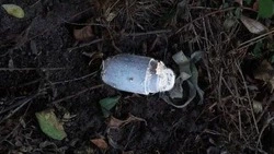 Девять муниципалитетов Белгородской области попали под обстрел за минувшие сутки