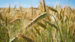 Аграрии Белгородской области собрали более 3,7 млн тонн зерновых и зернобобовых культур