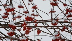 Сильный снег ожидается на территории Белгородской области 8 декабря