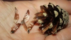 Сбор семян сосны стартовал в лесничествах Белгородчины