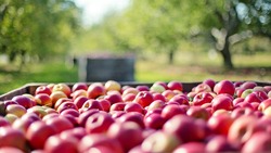 Площадь яблоневых садов вырастет вдвое к 2019 году