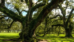 Белгородцы смогут проголосовать за Абрамцевский дуб в конкурсе «Европейское дерево года»