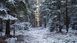 Охрана хвойных лесов Белгородской области в предновогодний период усилена