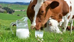 Группа компаний «Зелёная долина» намерена увеличить производство молока в регионе