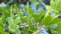 Дела садовые. Как сберечь розы зимой