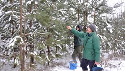 Работники «Корочанского лесничества» собрали более 900 кг шишек сосны обыкновенной