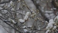 Февраль в Белгородской области начнётся с небольшого снега